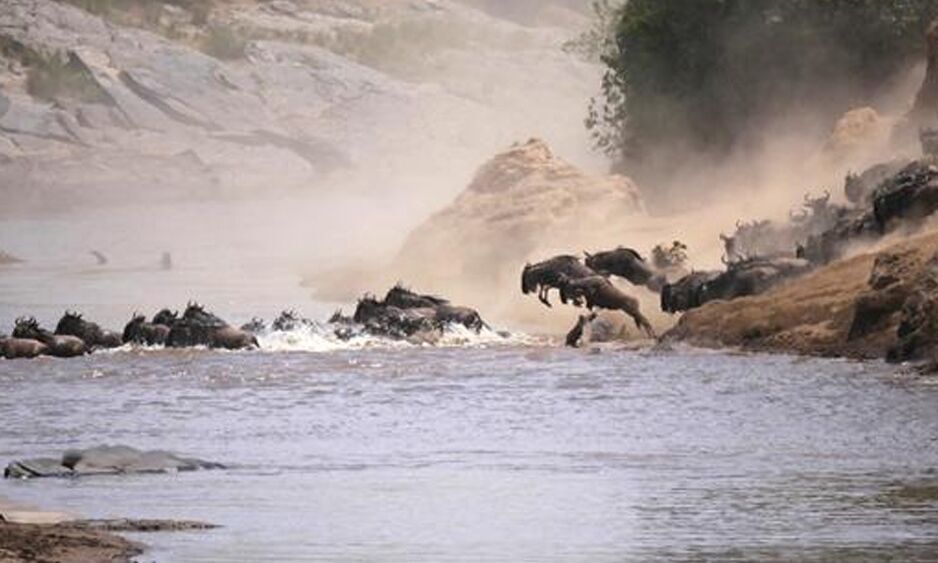Tiere Afrikas
