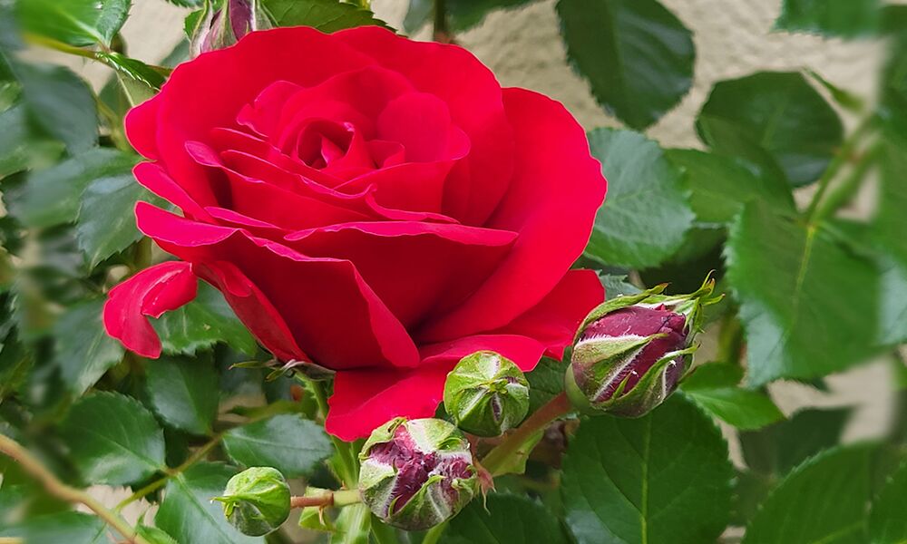 Veranstaltung: Musik für Alle: „Für uns soll’s rote Rosen regnen!“
